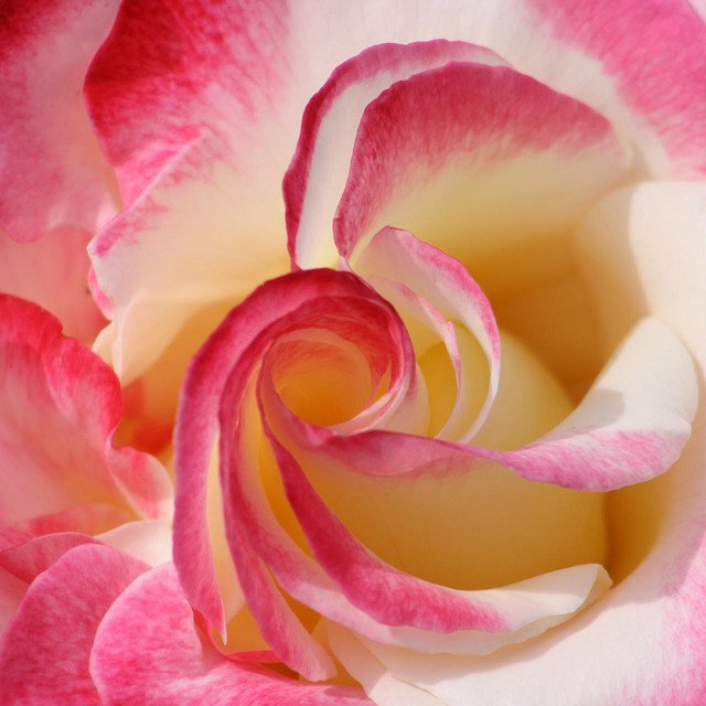 amazing rose