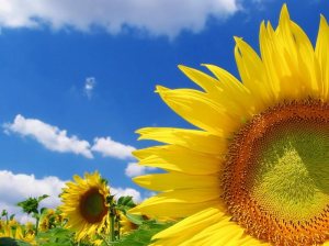 sunflower image~you are a powerful soul