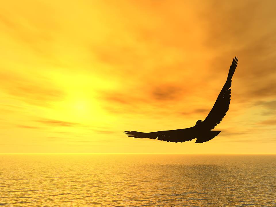 free bird in a golden sky