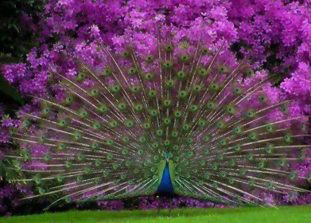 peacock