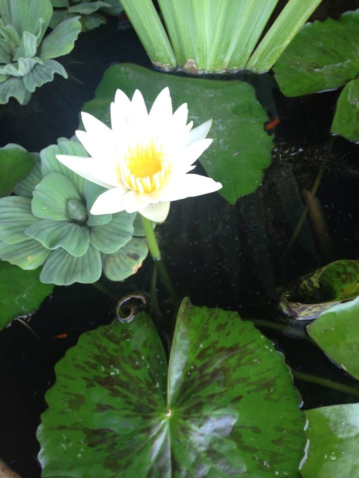 Light in the Lotus