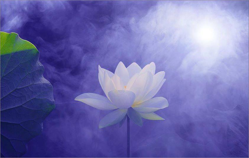 Pure and Free as a Lotus