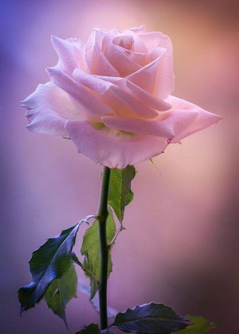 pink rose with pink aura