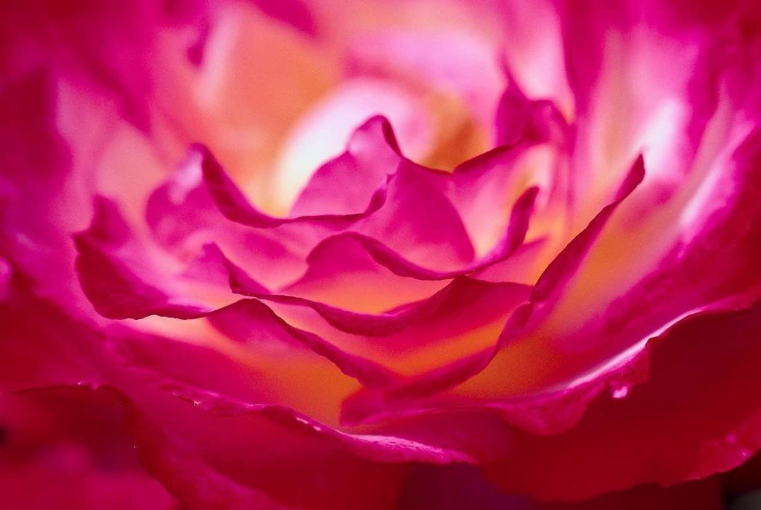 cropped-cropped-blissful-rose-from-deanna.jpg