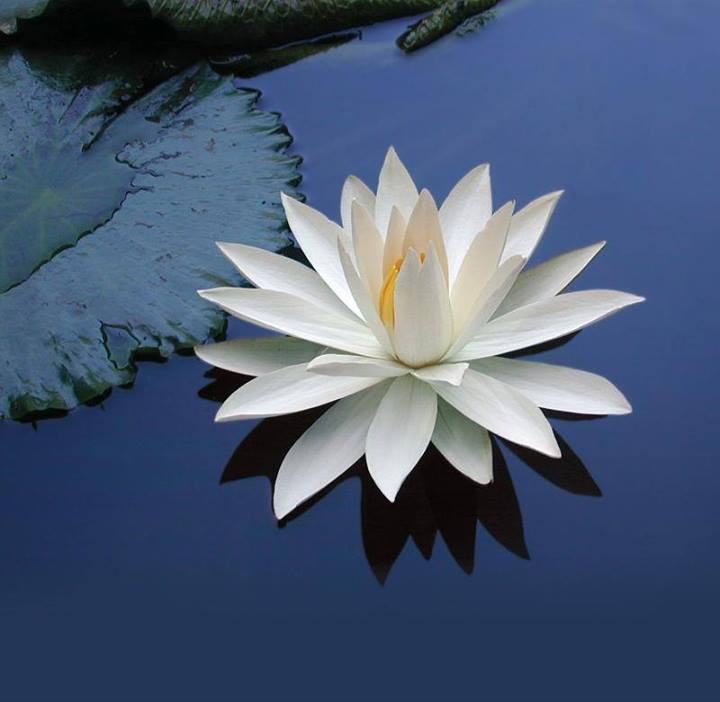 Lotus on Blue Water