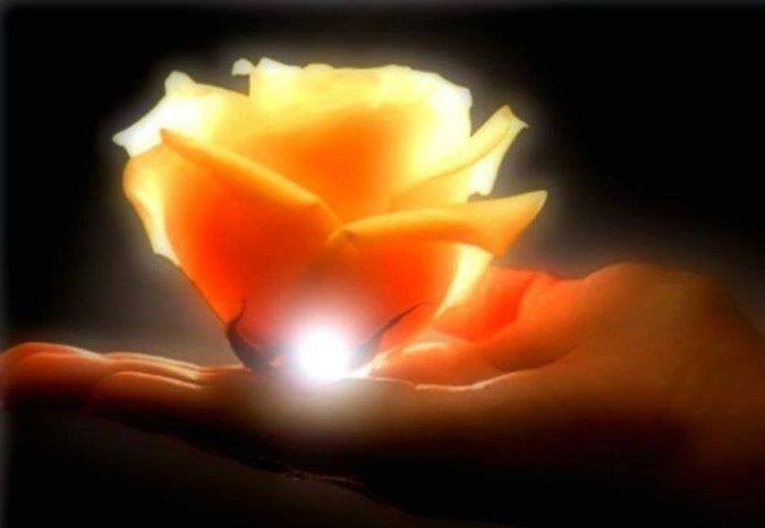 rose on hand with light